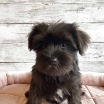 シュナマル(マルチーズ×ミニチュアシュナウザー)【北海道・女の子・2025年9月7日・ブラック】の写真「可愛いシュナマルの女の子」