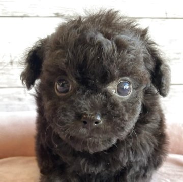 チワプー(チワワ×トイプードル)【北海道・女の子・2025年10月7日・ブラック】の写真「とても目の大きいチワプーの女の子」