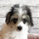 チワマル(マルチーズ×チワワ)