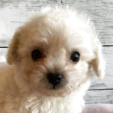 チワプー(チワワ×トイプードル)