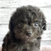 チワプー(チワワ×トイプードル)