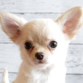 チワワ(ロング)