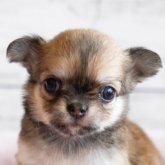 チワワ(ロング)