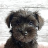 シュナマル(マルチーズ×ミニチュアシュナウザー)