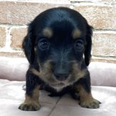 ミニチュアダックスフンド(ロング)