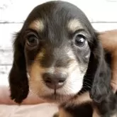 ミニチュアダックスフンド(ロング)【北海道・男の子・2025年10月26日・ブラック&タン】の写真1