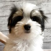 チワマル(マルチーズ×チワワ)