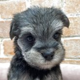 シュナマル(マルチーズ×ミニチュアシュナウザー)