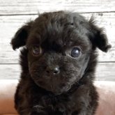 チワプー(チワワ×トイプードル)