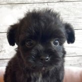 チワプー(チワワ×トイプードル)