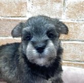 シュナマル(マルチーズ×ミニチュアシュナウザー)