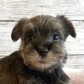 シュナマル(マルチーズ×ミニチュアシュナウザー)