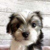 チワマル(マルチーズ×チワワ)