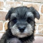 シュナマル(マルチーズ×ミニチュアシュナウザー)