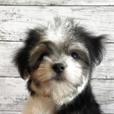 チワマル(マルチーズ×チワワ)