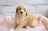 マルプー(マルチーズ×トイプードル)【北海道・男の子・2024年11月7日・クリーム】の写真2