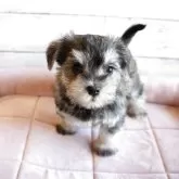 ミックス(マルチーズ×ミニチュアシュナウザー)【北海道・女の子・2025年2月13日・ソルト&ペッパー】の写真2