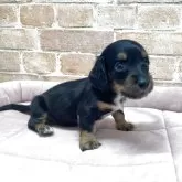 ミニチュアダックスフンド(ロング)【北海道・女の子・2025年10月1日・ブラック&タン】の写真3