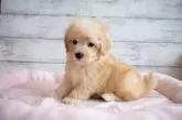 マルプー(マルチーズ×トイプードル)【北海道・男の子・2024年11月7日・クリーム】の写真5