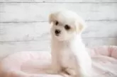 チワマル×マルチーズ【北海道・女の子・2024年10月13日・クリーム】の写真5
