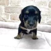 ミニチュアダックスフンド(ロング)【北海道・女の子・2025年10月1日・ブラック&タン】の写真6