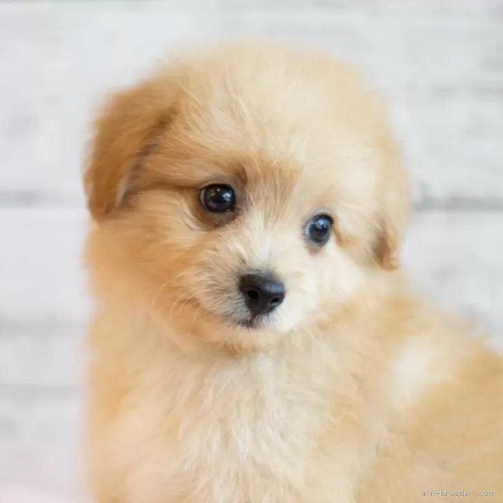 ID：2404-03997の子犬