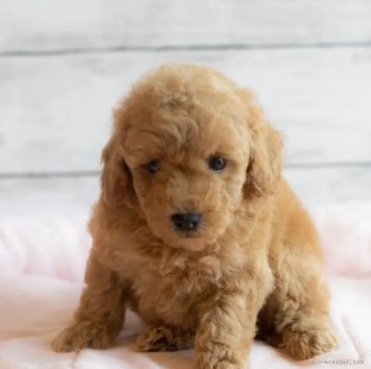 ID：2308-05453の子犬