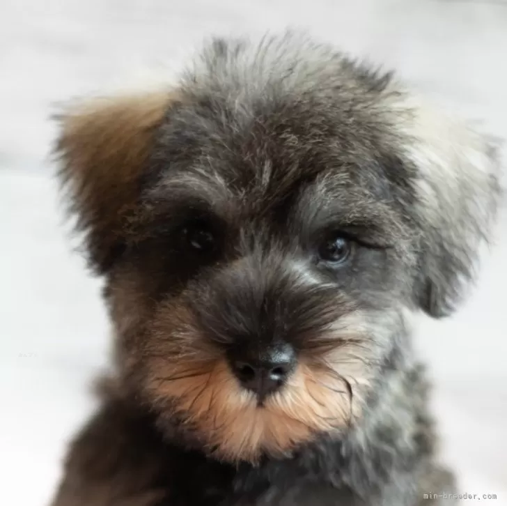 ID:2407-07993の子犬