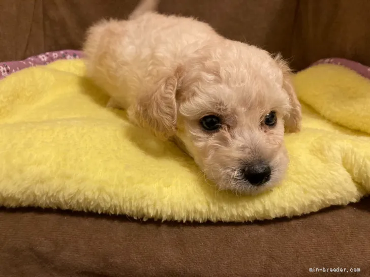 ID:2201-02518の子犬