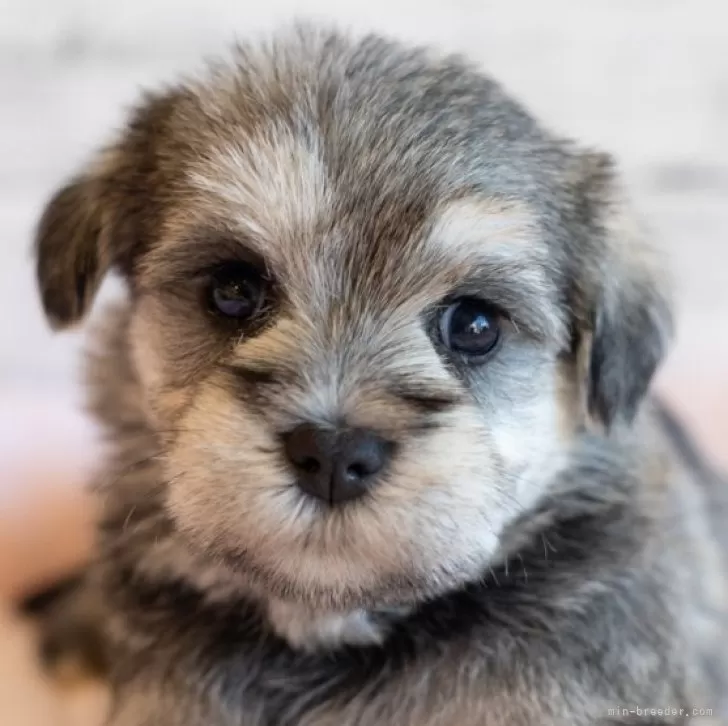 ID：2408-07739の子犬