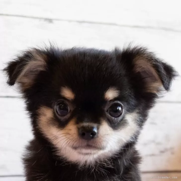 ID：2408-07764の子犬