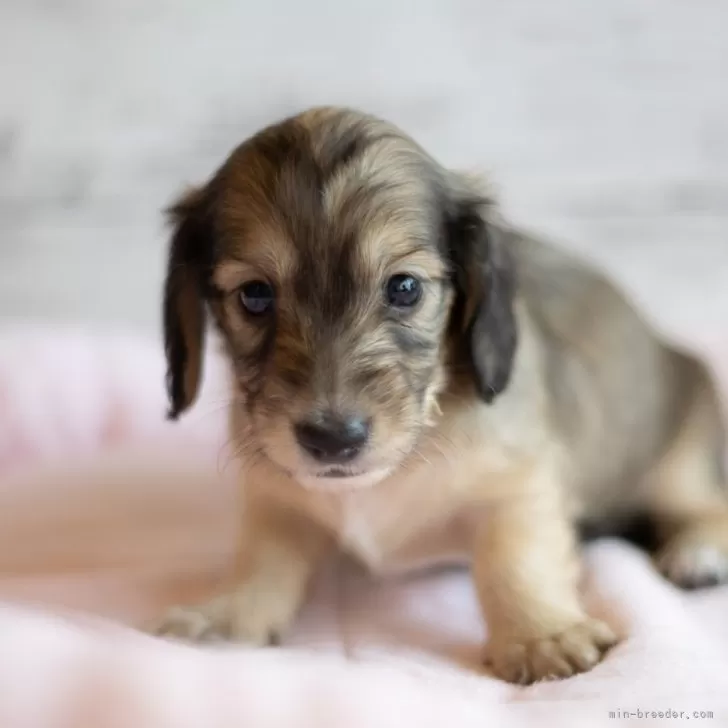 ID:2404-02337の子犬