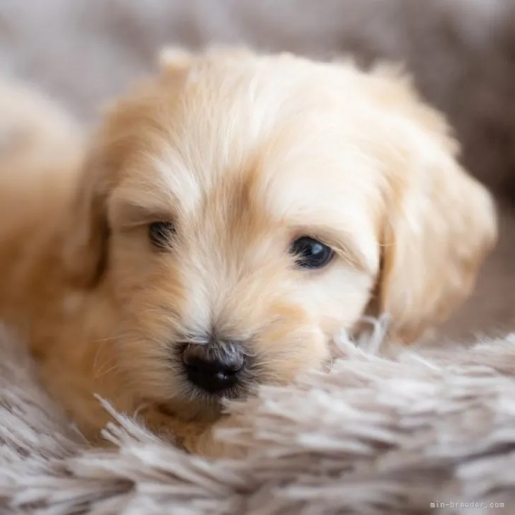 ID：2301-04926の子犬
