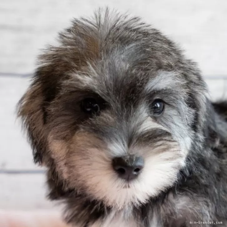 ID：2409-05453の子犬