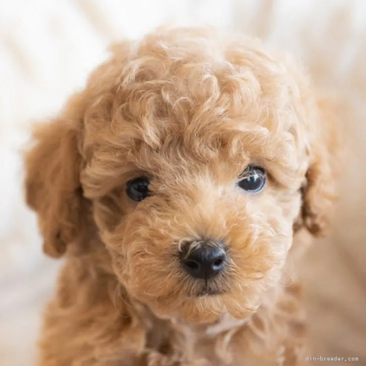 ID:2301-00896の子犬