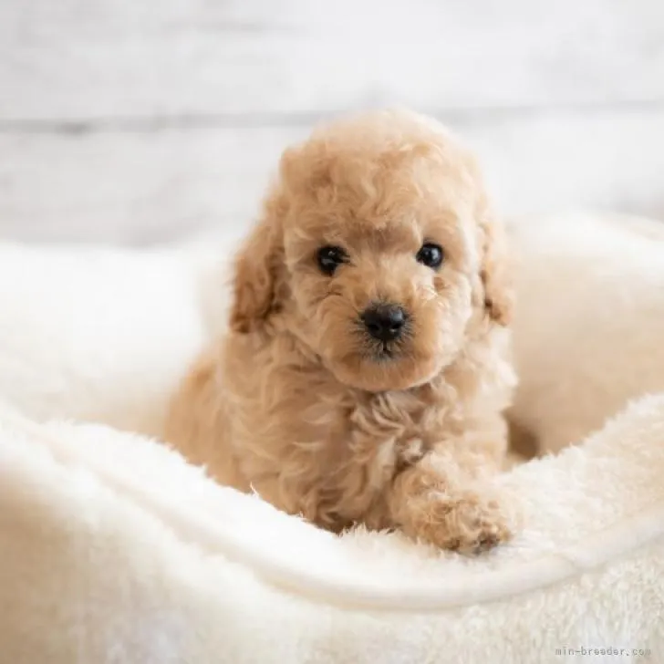 ID:2211-04012の子犬