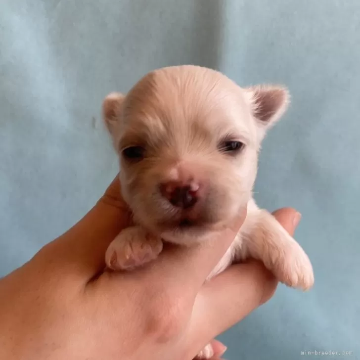 ID：2404-06298の子犬