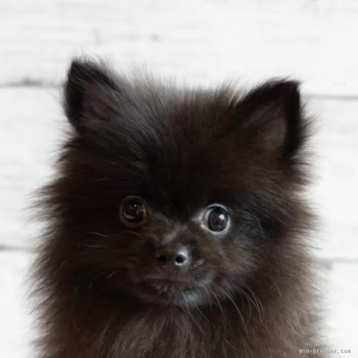 ID：2407-06456の子犬
