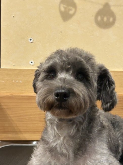 ミニチュアシュナウザー【・女の子・2021年7月20日・ブラック】