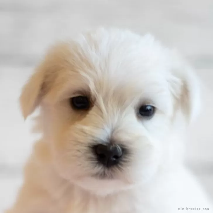 ID:2409-05449の子犬