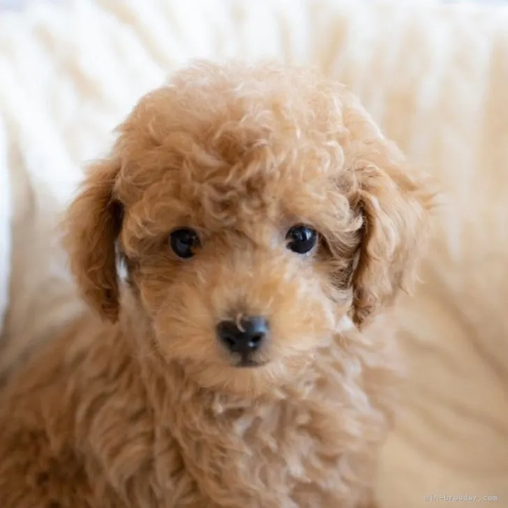 ID：2301-03639の子犬