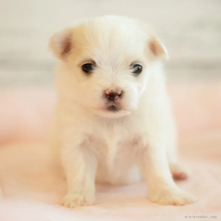 ID:2306-06293の子犬