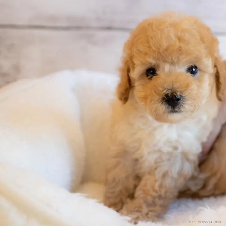 ID：2209-05033の子犬