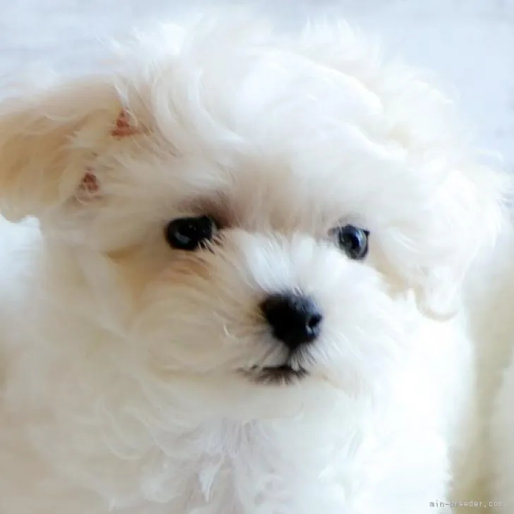 ID:2206-01885の子犬