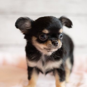 チワワ(ロング)【北海道・男の子・2024年3月31日・ブラック&タン】の写真「とても小ぶりで可愛い男の子です」