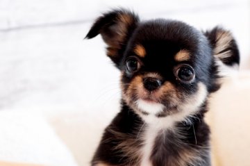 チワワ(ロング)【北海道・女の子・2021年12月18日・ブラック&ホワイト】の写真「可愛いブラックタンの女の子」