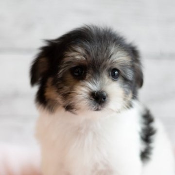 ミックス(マルチーズ×チワマル)【北海道・女の子・2024年1月23日・トライカラー】の写真「ミックスの可愛い女の子　牛柄で可愛いですよ」