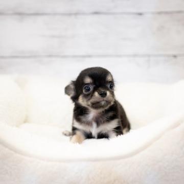 チワワ(ロング)【北海道・男の子・2022年10月1日・ブラック&クリーム】の写真「小ぶりで可愛い子です　チワワ　男の子　クレジット可」