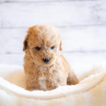 トイプードル(トイ)【北海道・女の子・2022年8月19日・アプリコット (オレンジフォーン)】の写真「小ぶりで可愛いアプリコットの女の子 クレジット可」