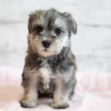 ミックス(マルチーズ×ミニチュアシュナウザー)【北海道・男の子・2023年12月19日・ソルト&ペッパー】の写真「とても可愛いシュナマルのMIXです」